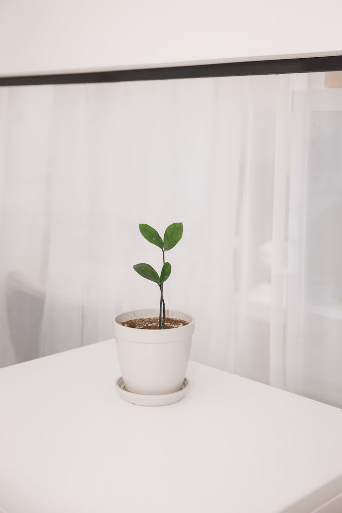 A small potted plant on a white table, highlighting minimalist and decorative indoor design.