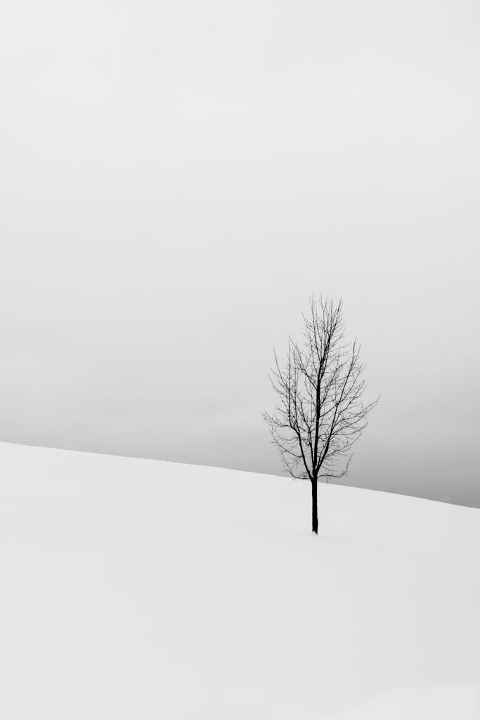 A solitary tree stands in a snowy landscape, capturing winter's serene beauty.